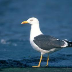 Kleine mantelmeeuw (Larus fuscus)