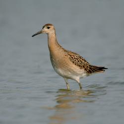 Kemphaan (Philomachus pugnax)