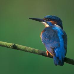 Ijsvogel