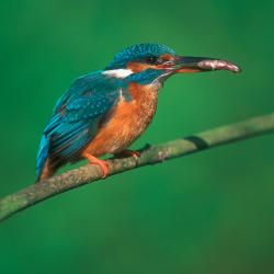 Ijsvogel (Alcedo atthis)