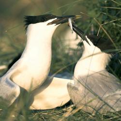 Grote stern (Sterna sandvicensis)