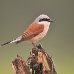 Lanius collurio Grauwe klauwier