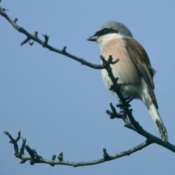 Grauwe klauwier (Lanius collurio)