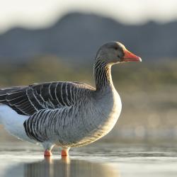 Grauwe gans, Anser anser