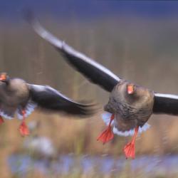 Grauwe gans, Anser anser