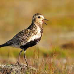 Goudplevier, Pluvialis apricaria