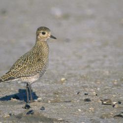 Goudplevier (Pluvialis apricaria)