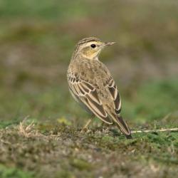 Duinpieper (Anthus campestris)