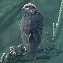 Bruine kiekendief (Circus aeruginosus)