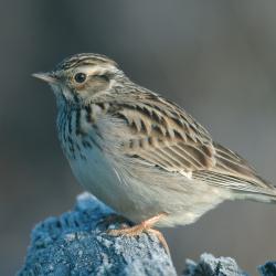 Boomleeuwerik (Lullula arborea)