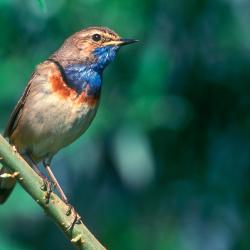 Blauwborst (Luscinia svecica)