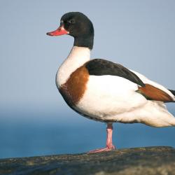 Bergeend (Tadorna tadorna)