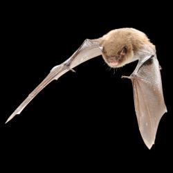Myotis daubentonii Watervleermuis