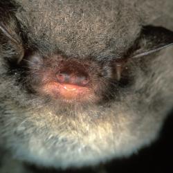 Myotis daubentonii Watervleermuis