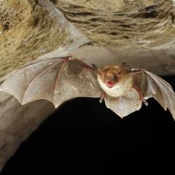 Myotis myotis Vale vleermuis
