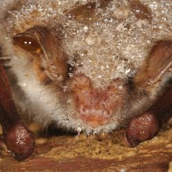 Myotis myotis Vale vleermuis
