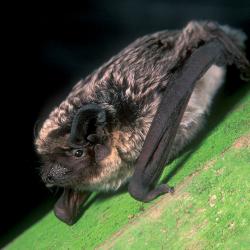 Tweekleurige vleermuis (Vespertilio murinus)