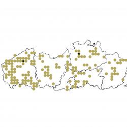 Verspreidingskaart (2007), Ruige dwergvleermuis