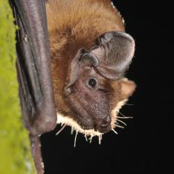 Nyctalus noctula Rosse vleermuis