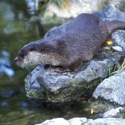 Lutra lutra Otter