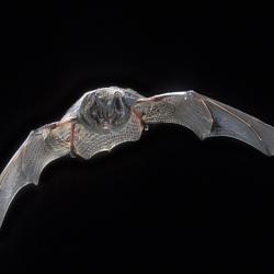 Mopsvleermuis, Barbastella barbastellus