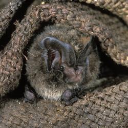 Mopsvleermuis, Barbastella barbastellus