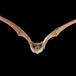 Eptesicus serotinus Laatvlieger