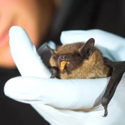 Eptesicus serotinus Laatvlieger