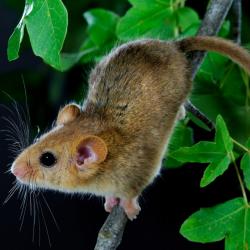 Muscardinus avellanarius Hazelmuis