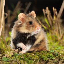 Cricetus cricetus Hamster