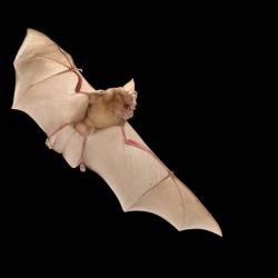 Rhinolophus ferrumequinum Grote hoefijzerneus