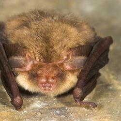 Plecotus auritus Gewone grootoorvleermuis