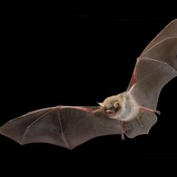 Myotis nattereri Franjestaart
