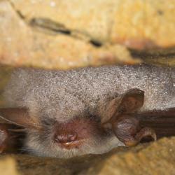 Myotis nattereri Franjestaart