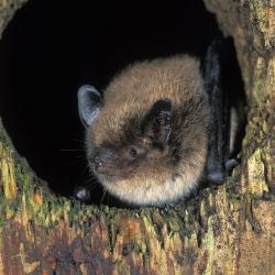 Myotis brandtii Brandts vleermuis