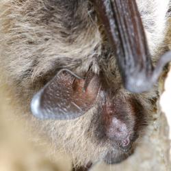 Myotis brandtii Brandts vleermuis