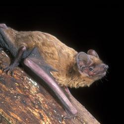 Nyctalus leisleri Bosvleermuis