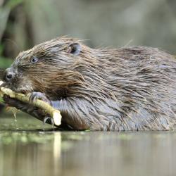 Bever