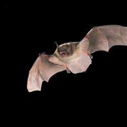 Brandts vleermuis (Myotis brandtii)