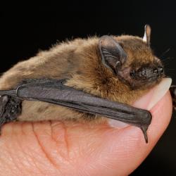 Dwergvleermuis, Pipistrellus pipistrellus