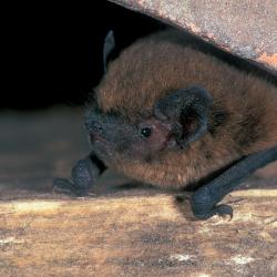 Gewone dwergvleermuis (Pipistrellus pipistrellus)