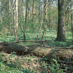 het Kraaibosje te Leut is het enige voorbeeld in Vlaanderen van goed ontwikkeld hardhoutooibos.