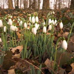 Sneeuwklokje, een van de typische plantensoorten van hardhoutooibos.