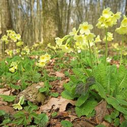 Slanke sleutelbloem is een typische soort van oude, beekbegeleidende bossen.