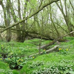 Wilgenvloedbos, De Plaat Hamme