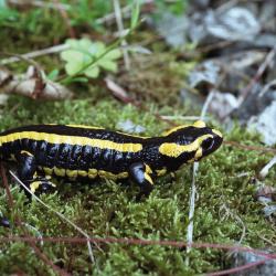 Vuursalamanders planten zich voort in bronbeken en bospoelen. De rest van het jaar leven ze in het omringende bos op plekken met veel schuilmogelijkheden (bv. dood hout).
