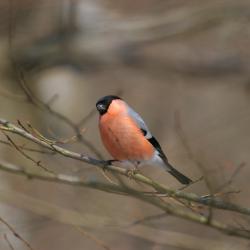 De Goudvink is in Vlaanderen een schaarse broedvogel in diverse bostypes, op voorwaarde dat er een weelderige ondergroei aanwezig is.