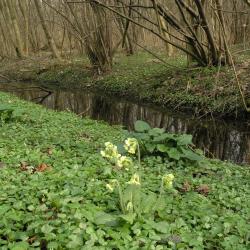 Muizenbos (Ranst)