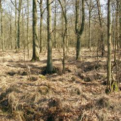 Sevendonk, Turnhout