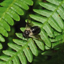 De Kamperfolieknoopwesp, een van de vele insectensoorten die van Kamperfoelie afhankelijk zijn.